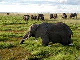 African Elephant Loxodonta africana wild Kenya
