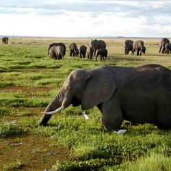 African Elephant Loxodonta africana wild Kenya