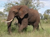 African Elephant Loxodonta africana wild safari