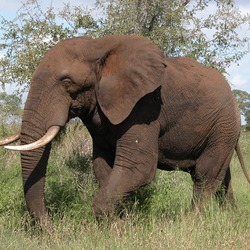 African Elephant Loxodonta africana wild safari