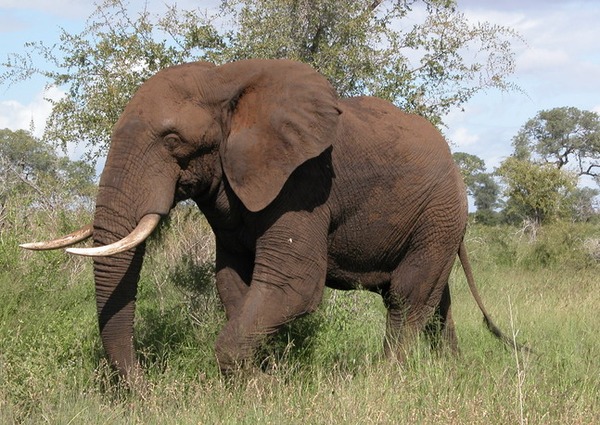 African Elephant Loxodonta africana wild safari