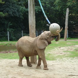 African Elephant Loxodonta africana zoo toy