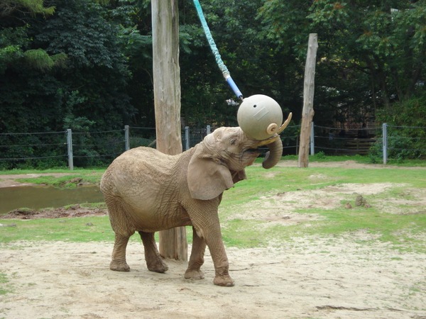 African Elephant Loxodonta africana zoo toy