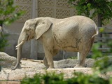 African Elephant Loxodonta africana zoo