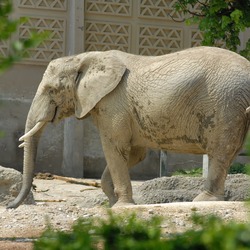 African Elephant Loxodonta africana zoo