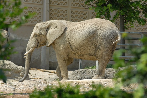 African Elephant Loxodonta africana zoo