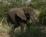 Large Land Mammals
