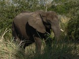 African Elephant Loxodonta africana