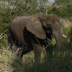 African Elephant Loxodonta africana