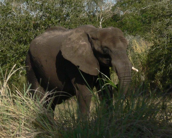 African Elephant Loxodonta africana