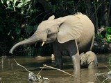 African Elephant Loxodonta cyclotis (2)