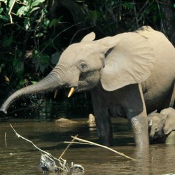 African Elephant Loxodonta cyclotis (2)