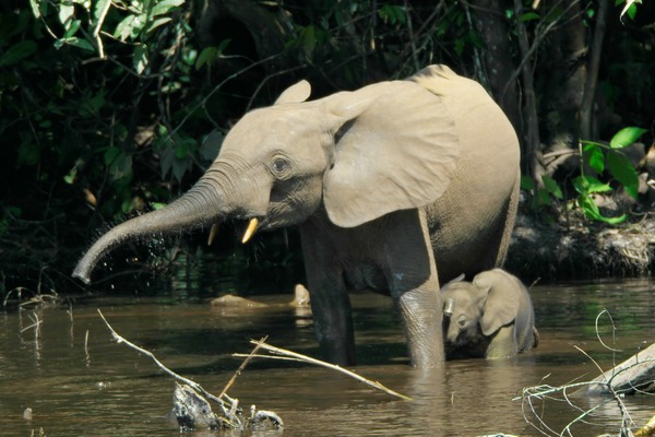 African Elephant Loxodonta cyclotis (2)