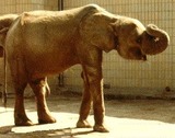African Elephant Photo Gallery