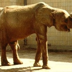 African Elephant Loxodonta cyclotis