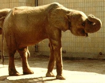 African Elephant Loxodonta cyclotis