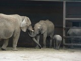 African Elephant Loxodonta_african Howletts Wild Animal Park