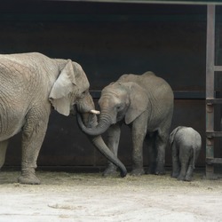 African Elephant Loxodonta_african Howletts Wild Animal Park