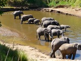 African Elephant Loxodonta_africana_-Africa_-drinking-8