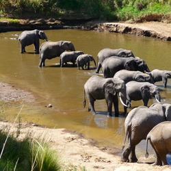 African Elephant Loxodonta_africana_-Africa_-drinking-8