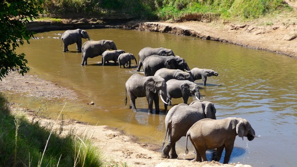 African Elephant Loxodonta_africana_-Africa_-drinking-8