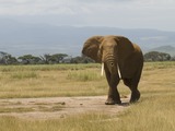 African Elephant Loxodonta_africana_-Amboseli_National_Park,_Kenya-8