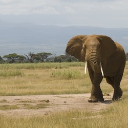 African Elephant Loxodonta_africana_-Amboseli_National_Park,_Kenya-8