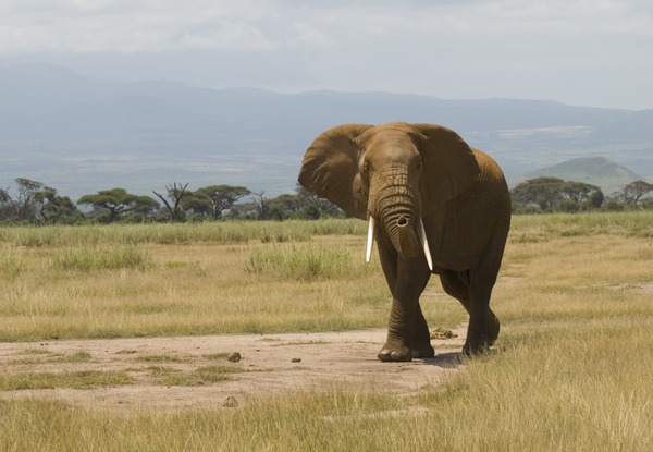 African Elephant Loxodonta_africana_-Amboseli_National_Park,_Kenya-8