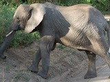 African Elephant Loxodonta_africana_-Lake_Manyara_National_Park,_Tanzania-8