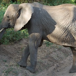 African Elephant Loxodonta_africana_-Lake_Manyara_National_Park,_Tanzania-8