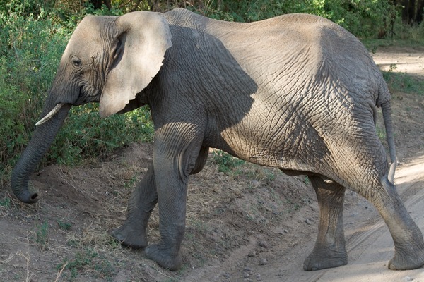 African Elephant Loxodonta_africana_-Lake_Manyara_National_Park,_Tanzania-8
