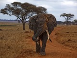 African Elephant Loxodonta_africana_-Manyara_Region,_Tanzania-8