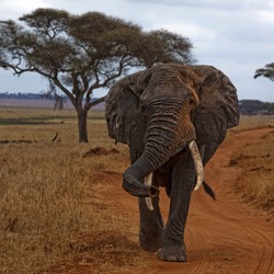 African Elephant Loxodonta_africana_-Manyara_Region,_Tanzania-8