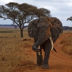 African Elephant Loxodonta_africana_-Manyara_Region,_Tanzania-8