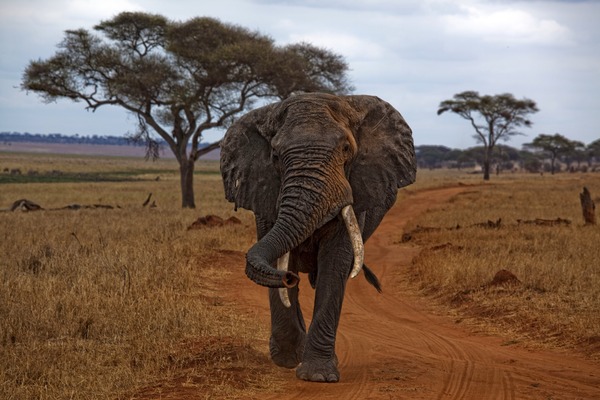 African Elephant Loxodonta_africana_-Manyara_Region,_Tanzania-8