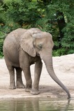Large Land Mammals