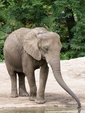 African Elephant Loxodonta_africana_-Roger_Williams_Park_Zoo,_USA-8a