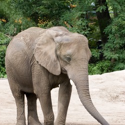 African Elephant Loxodonta_africana_-Roger_Williams_Park_Zoo,_USA-8a