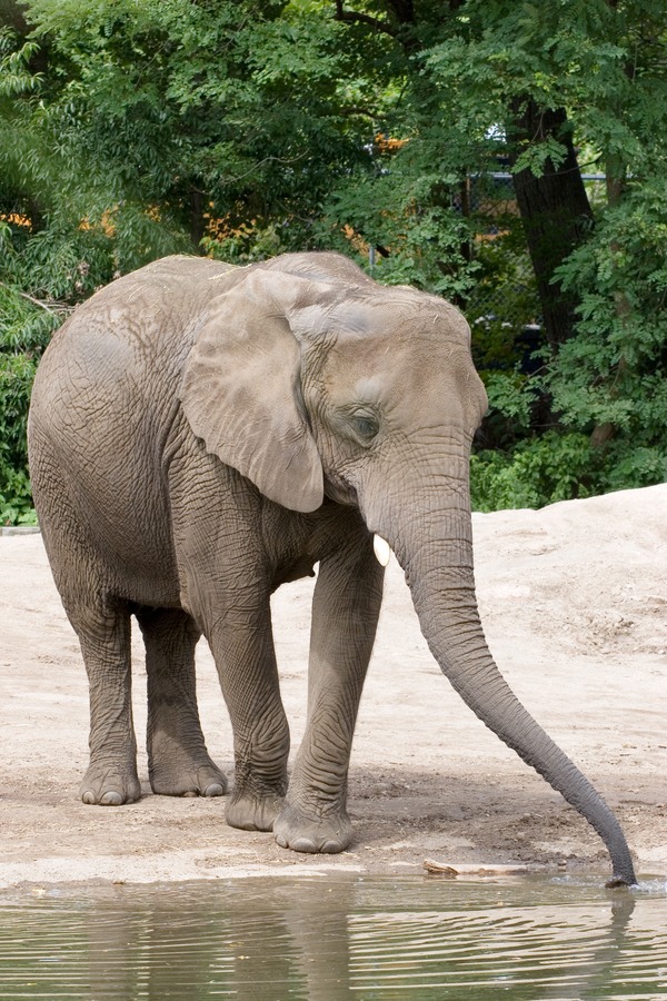 African Elephant Loxodonta_africana_-Roger_Williams_Park_Zoo,_USA-8a