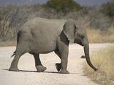 Large Land Mammals