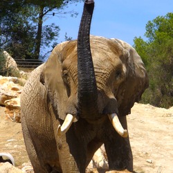 African Elephant Loxodonta_africana_001