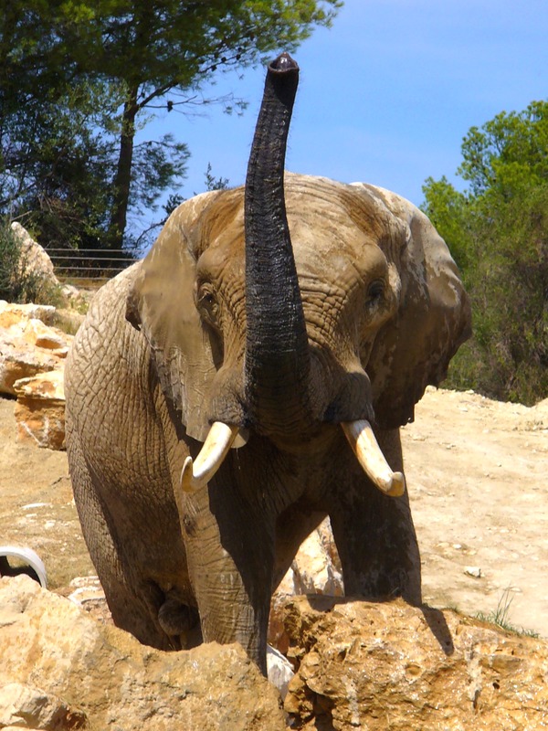 African Elephant Loxodonta_africana_001