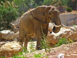 African Elephant Loxodonta_africana_002