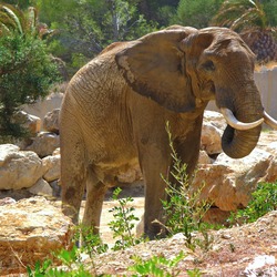 African Elephant Loxodonta_africana_002