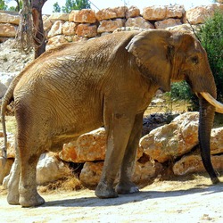 African Elephant Loxodonta_africana_003