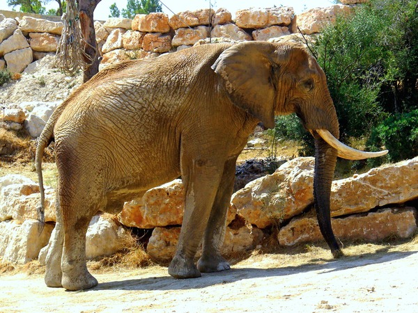 African Elephant Loxodonta_africana_003