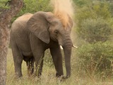 African Elephant Loxodonta_africana_1_(Martin_Mecnarowski)