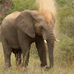 African Elephant Loxodonta_africana_1_(Martin_Mecnarowski)