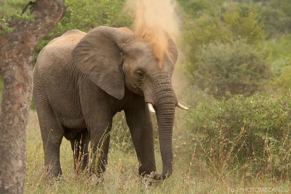 African Elephant Loxodonta_africana_1_(Martin_Mecnarowski)