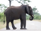 African Elephant Loxodonta_africana_2008